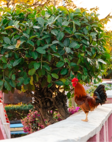Harbour Island roosters